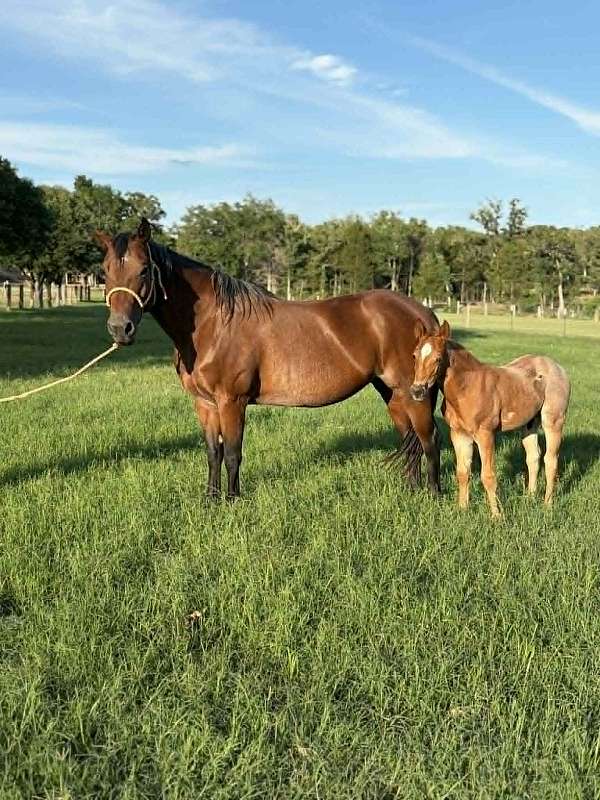all-around-quarter-horse
