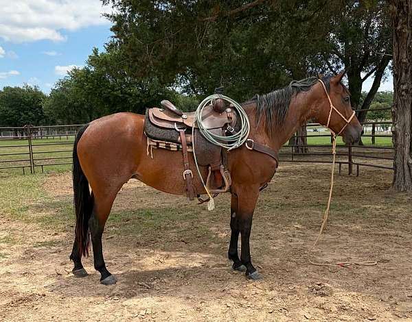 athletic-quarter-horse
