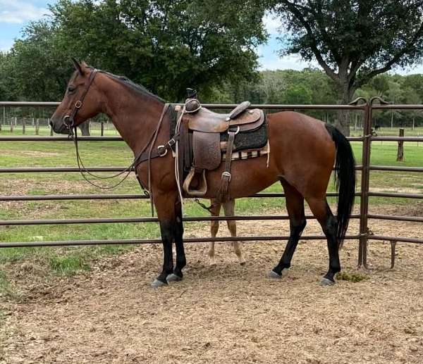 flashy-quarter-horse
