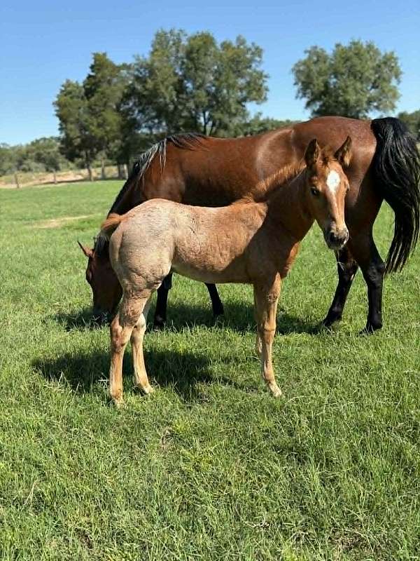 performance-quarter-horse