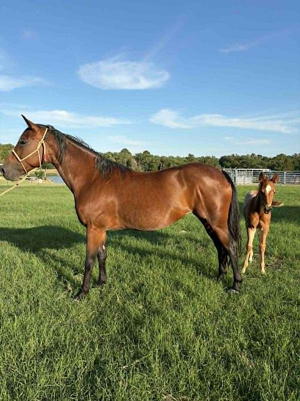 ranch-versatility-quarter-horse