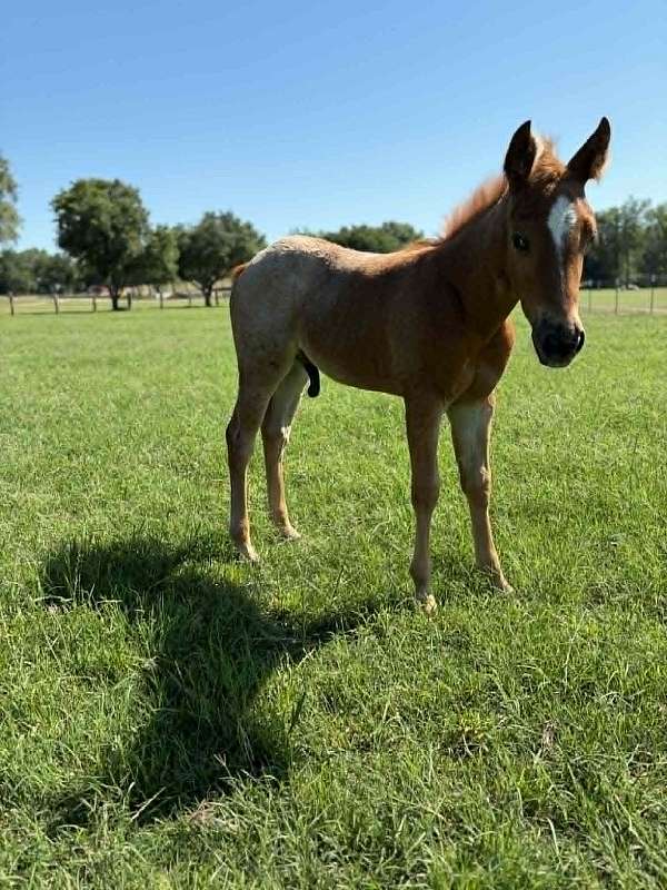 ranch-work-quarter-horse