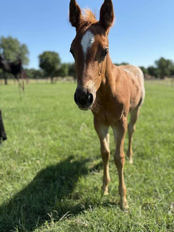 ridden-western-quarter-horse