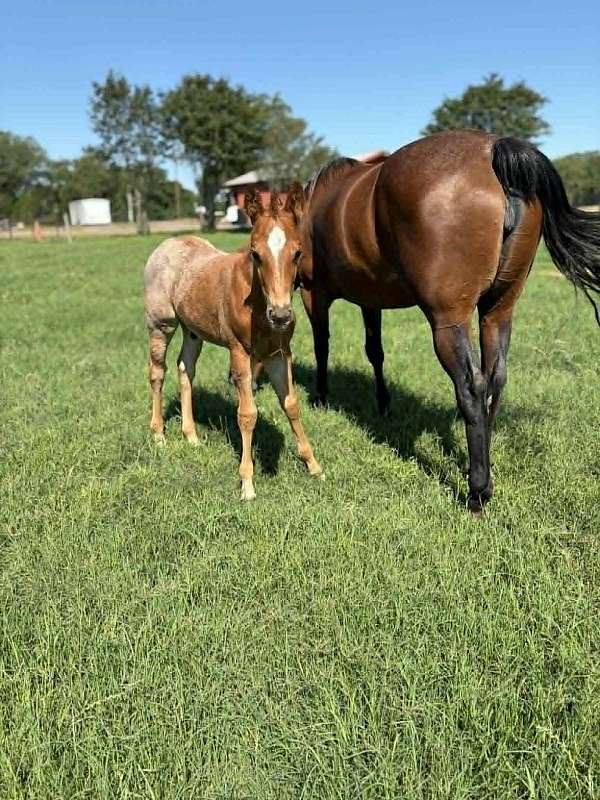 working-cattle-quarter-horse