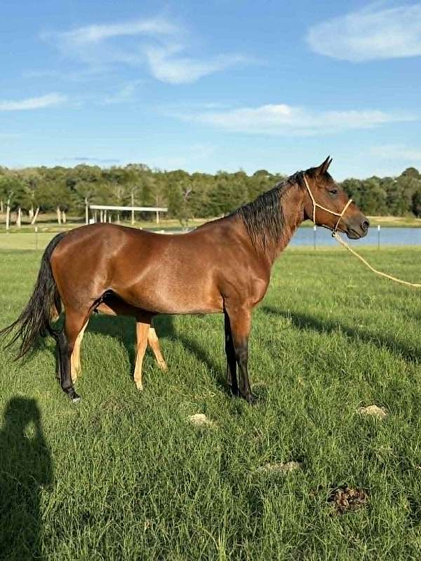 bay-quarter-horse-mare