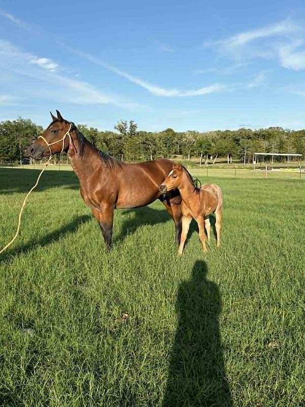 working-quarter-horse