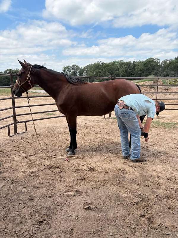 bay-all-around-horse