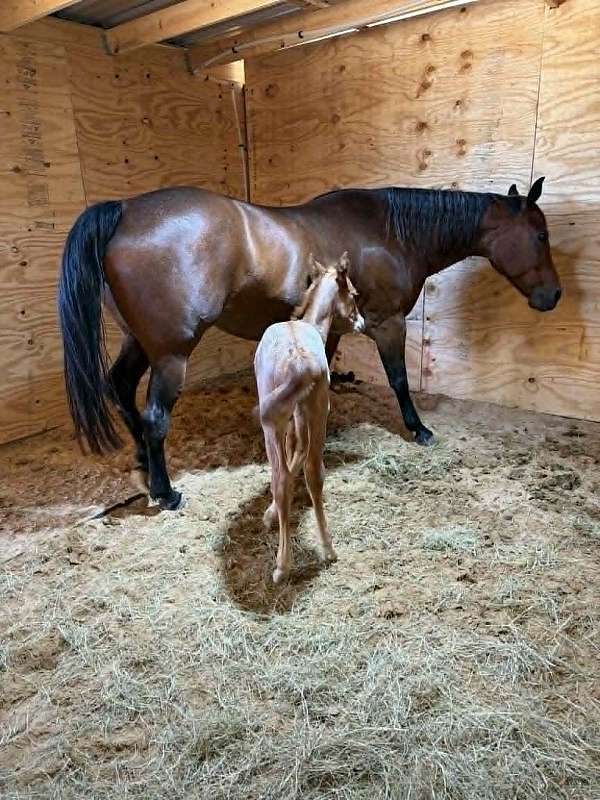 bay-athletic-horse