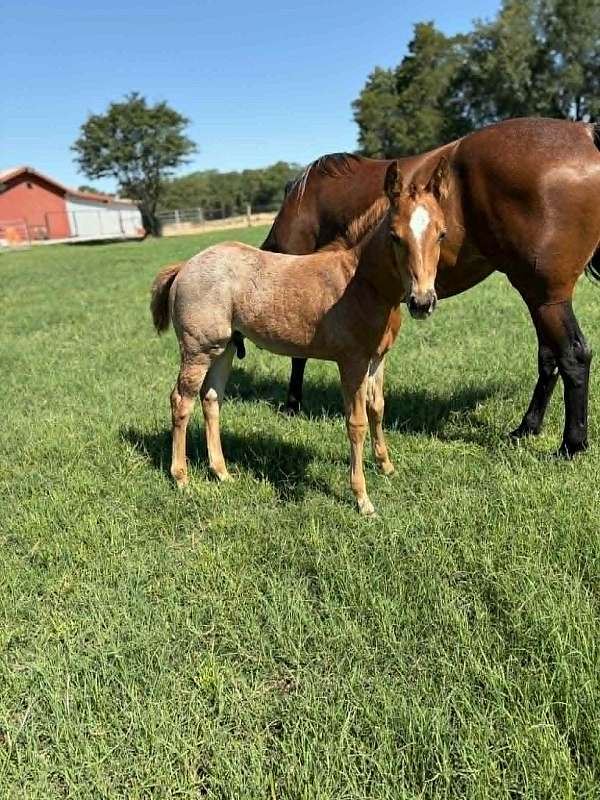 bay-flashy-horse
