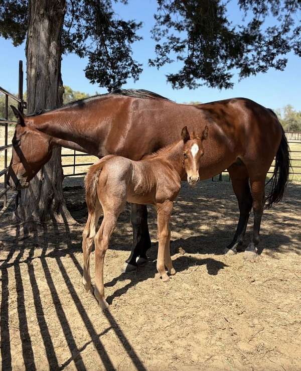 bay-ranch-versatility-horse