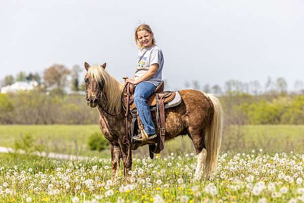 palomino-dapples-pony