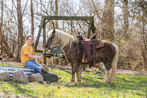 western-riding-pony