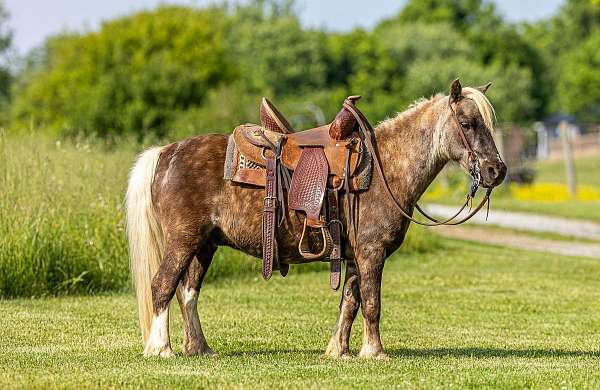 beginner-pony