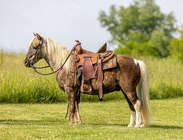 kid-safe-pony