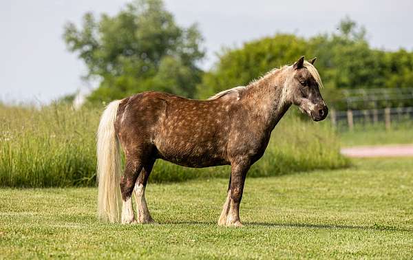 trail-riding-pony