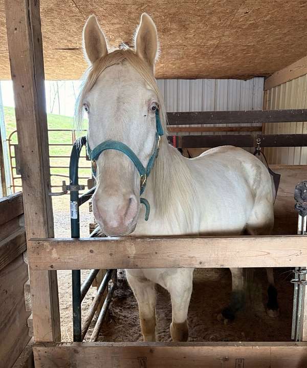 tennessee-walking-gelding