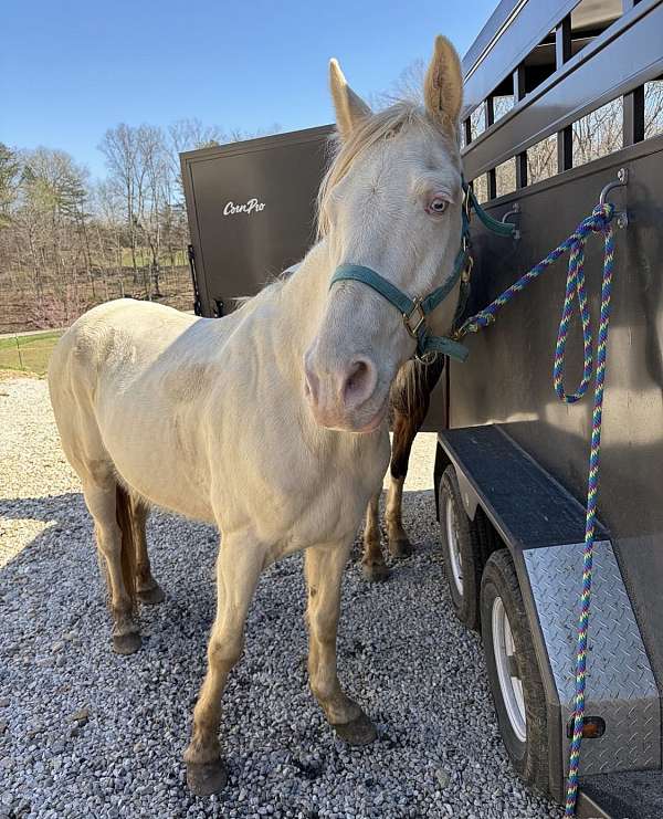 tennessee-walking-horse-for-sale