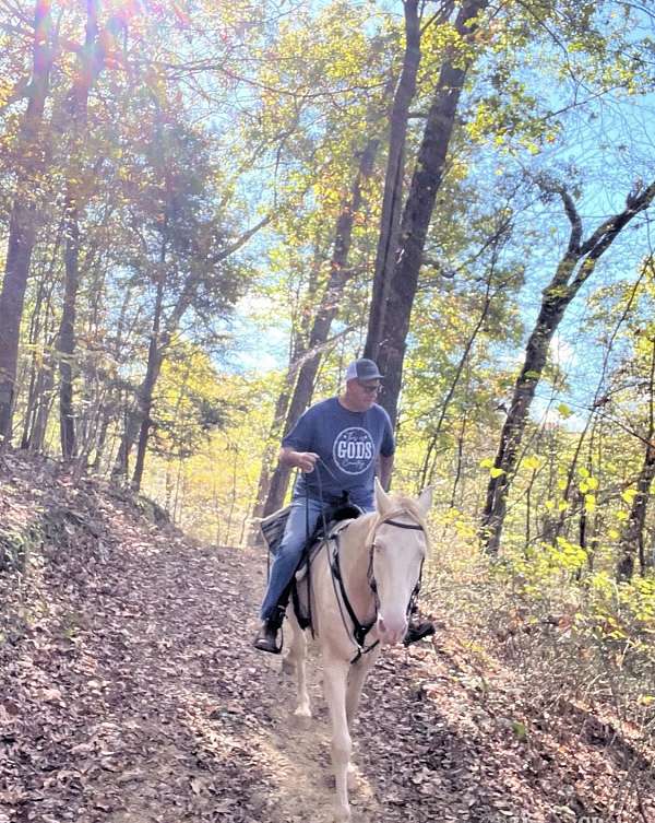tennessee-walking-horse