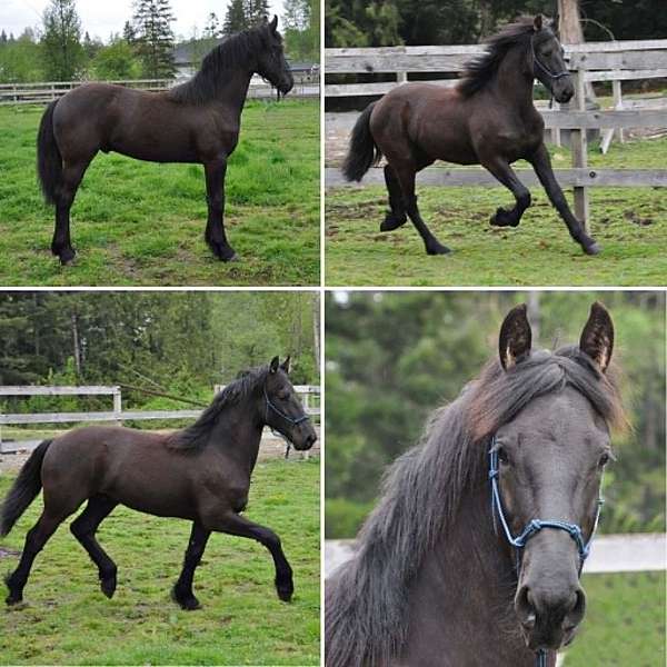champion-barock-pinto-horse
