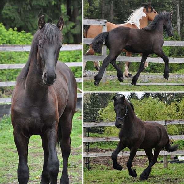 pinto-barock-colt-yearling
