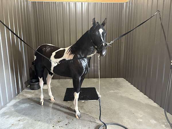 tobiano-all-around-gaited-horse