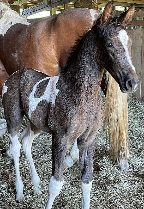 all-around-gaited-tennessee-walking-horse