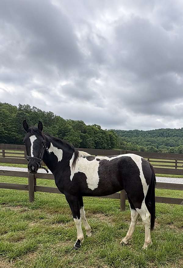 all-shots-filly