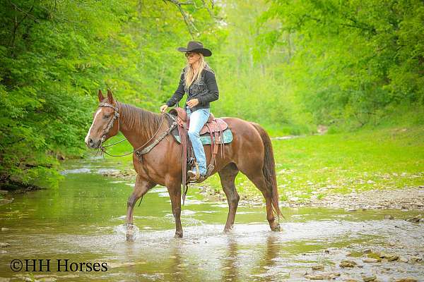 all-around-quarter-horse