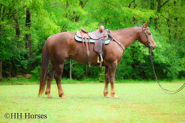 drill-team-quarter-horse