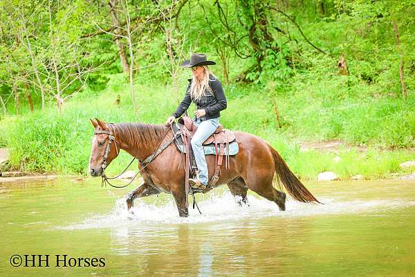 endurance-quarter-horse