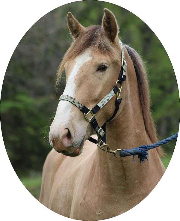 champagne-4-white-socks-large-blaze-pony