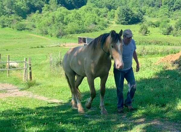 cream-draft-american-pony