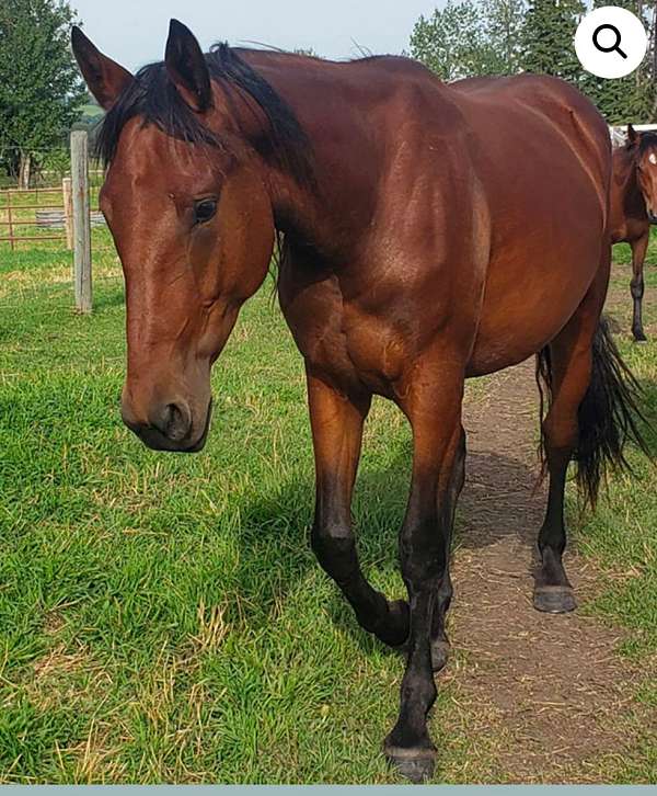 canadian-horse
