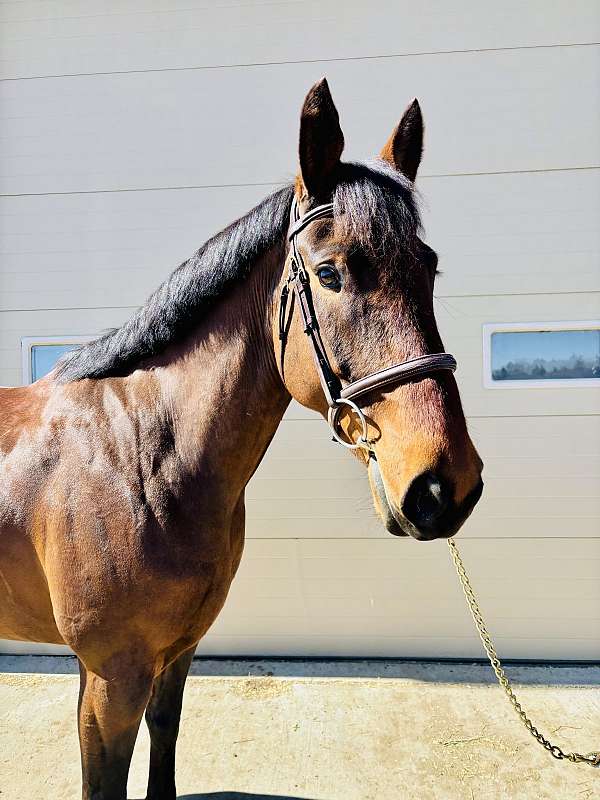 canadian-horse-for-sale