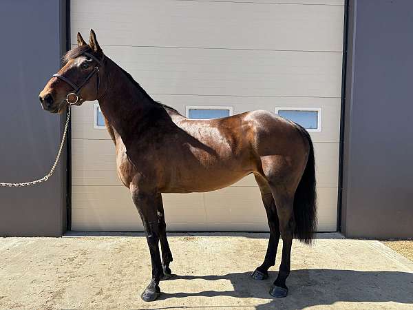 canadian-mare
