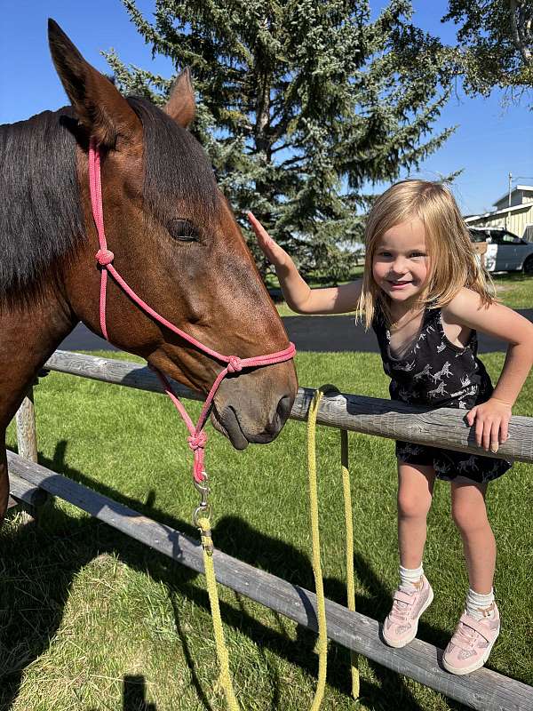 cross-percheron-horse