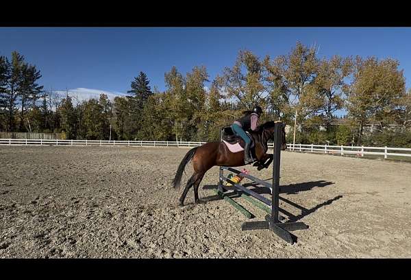 broodmare-canadian-horse