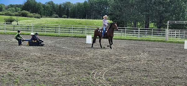 careful-canadian-horse