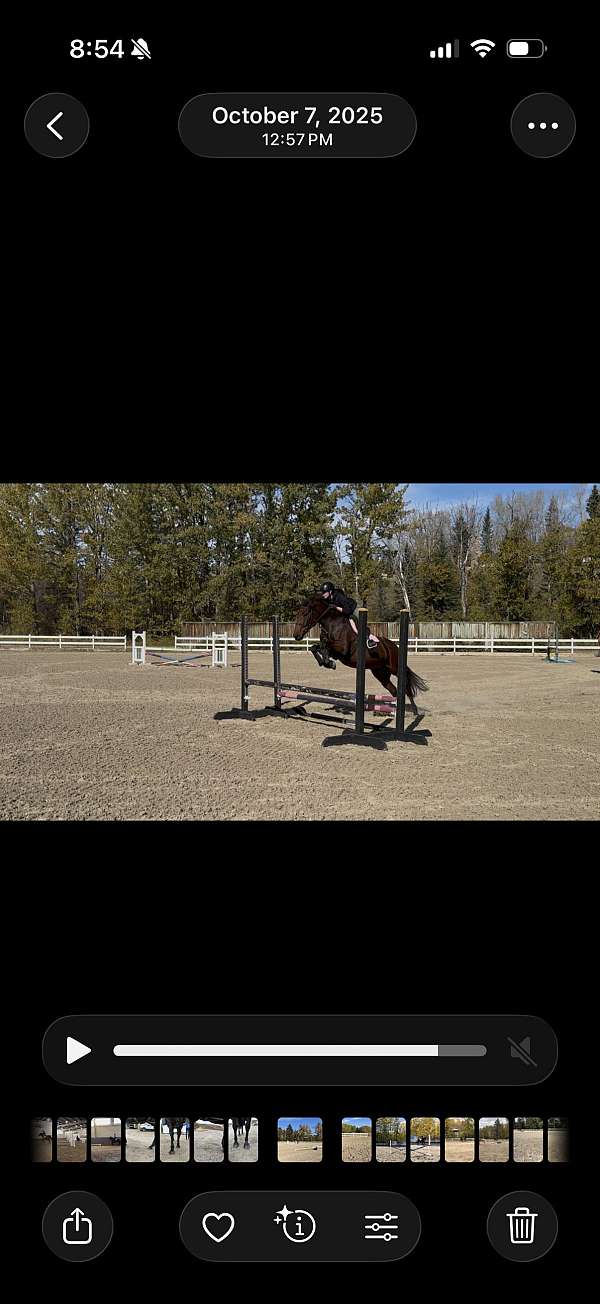 compact-canadian-horse