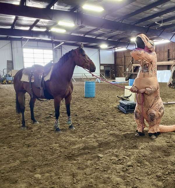 easy-canadian-horse