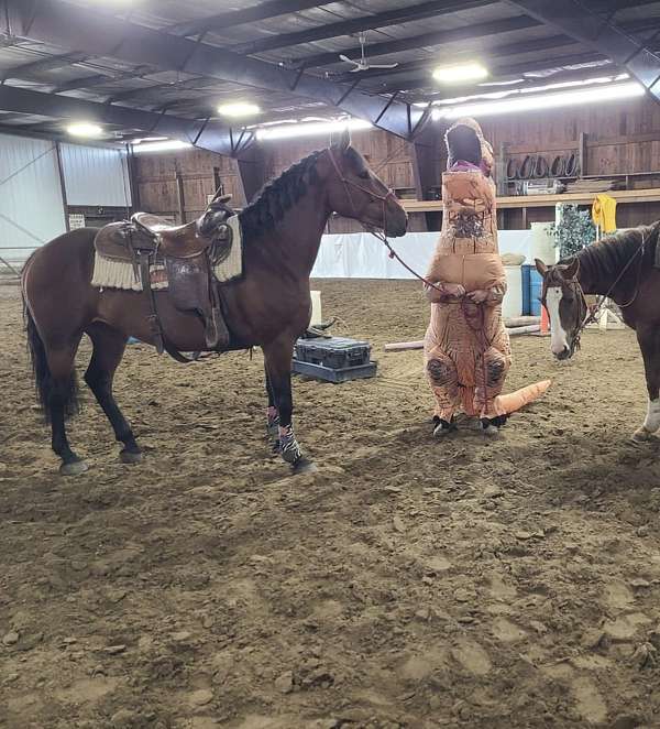 excellent-canadian-horse