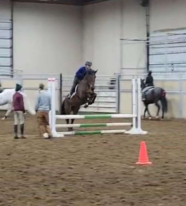 female-canadian-horse