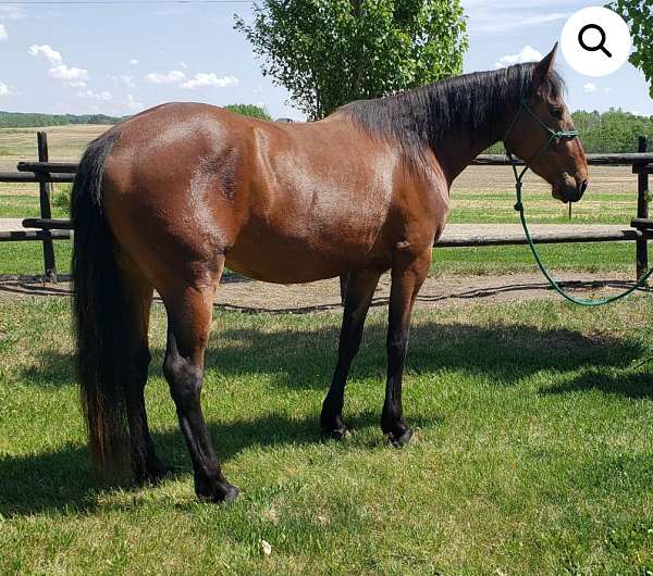 first-canadian-horse