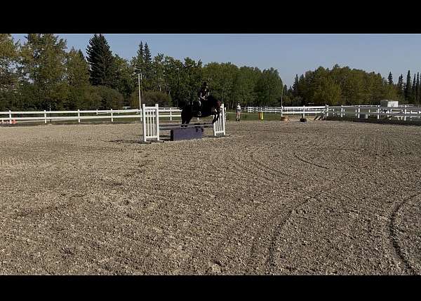 for-kids-canadian-horse