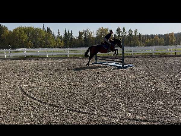 good-canadian-horse