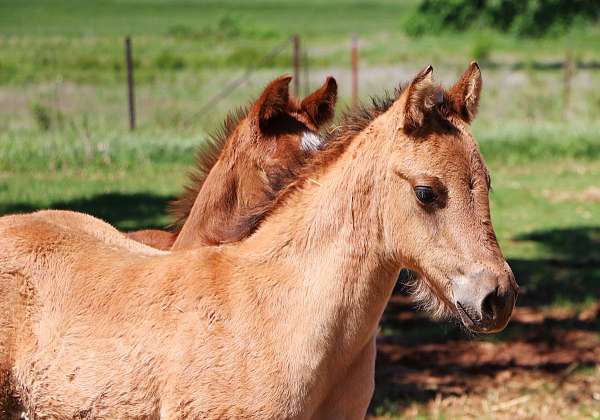 foundation-breeding-colt