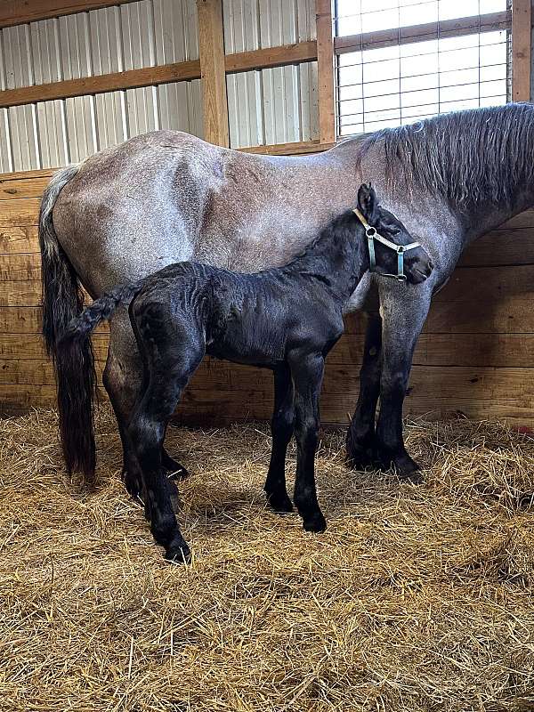 facebook-colt