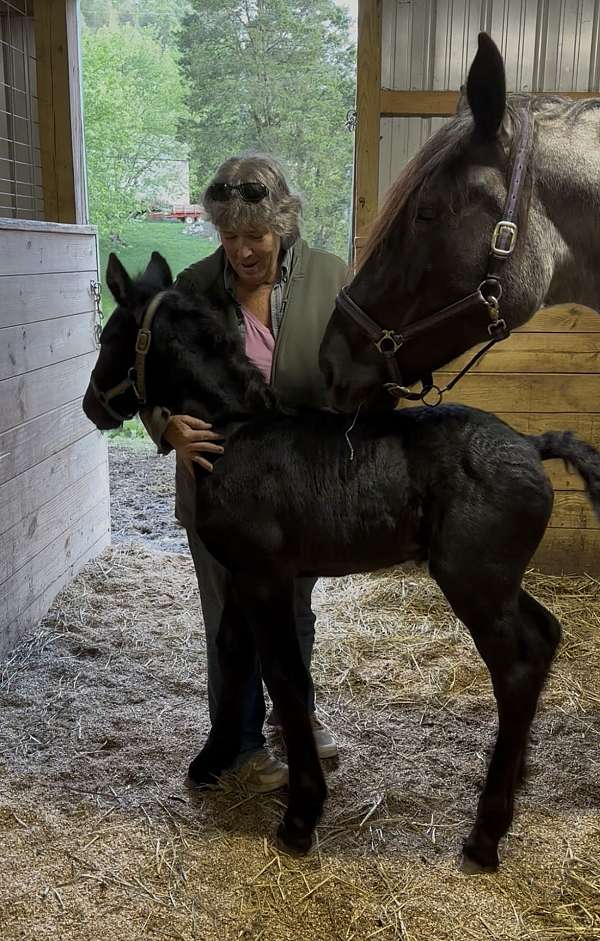 far-colt