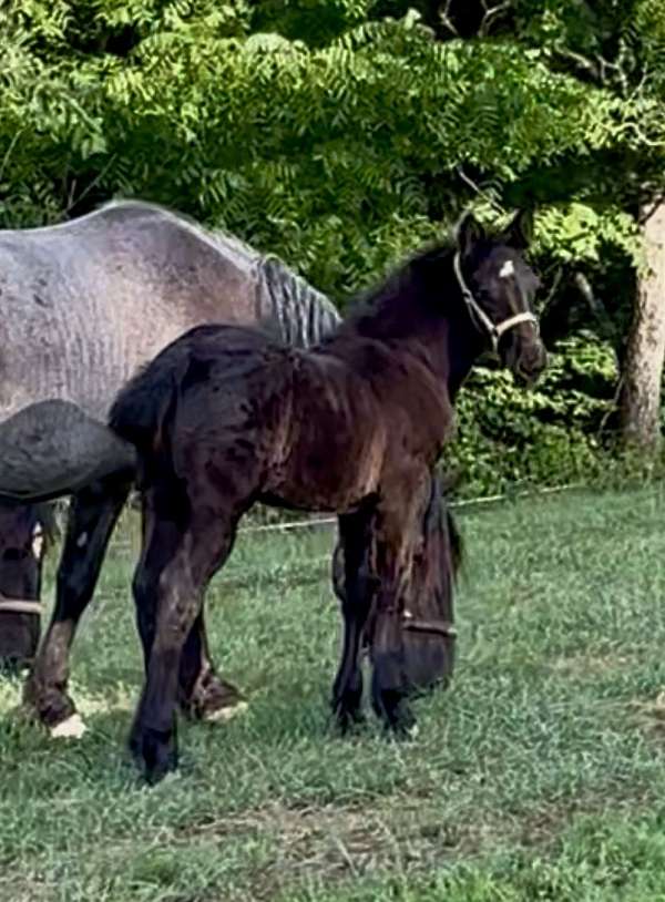 muscle-friesian-horse