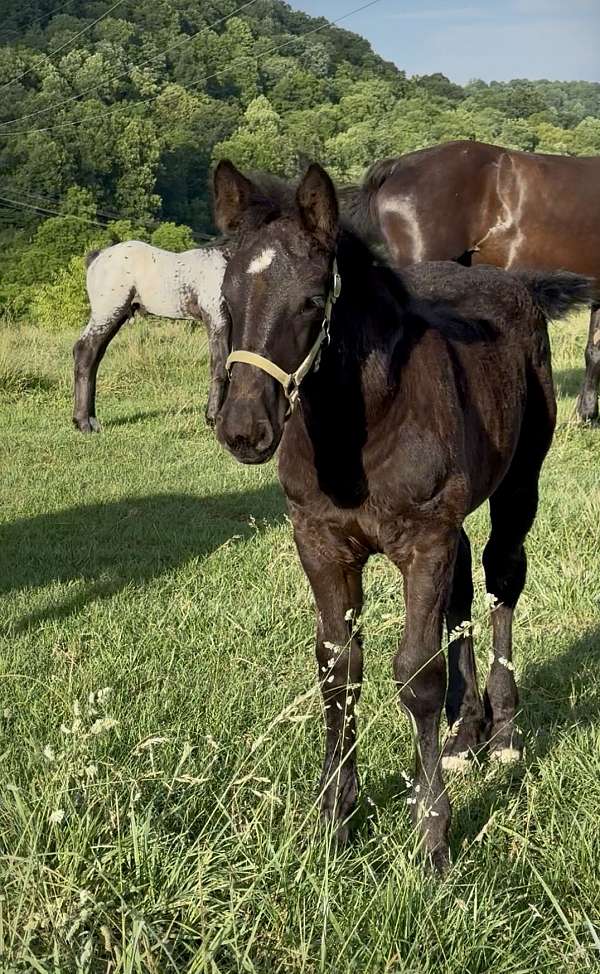 creek-colt